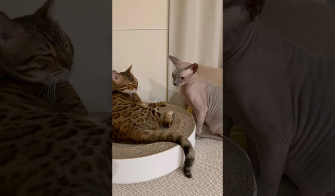兄猫リンクの場所を取ろうと企む猫スルタン【スフィンクス】