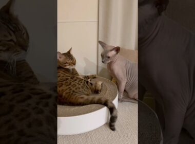 兄猫リンクの場所を取ろうと企む猫スルタン【スフィンクス】