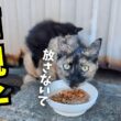 【涙腺崩壊】「放さないで…」ママにしがみつく子猫の命懸けの願い【野良猫親子】