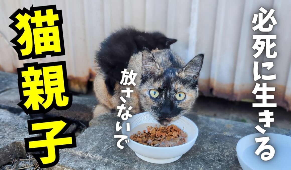 【涙腺崩壊】「放さないで…」ママにしがみつく子猫の命懸けの願い【野良猫親子】