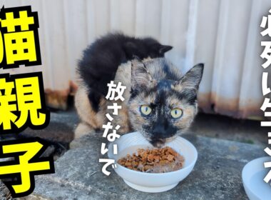 【涙腺崩壊】「放さないで…」ママにしがみつく子猫の命懸けの願い【野良猫親子】
