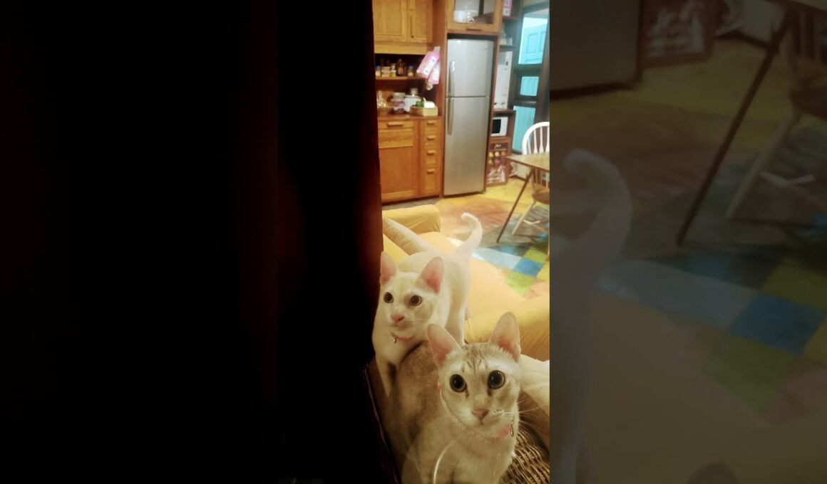 【タイ🇹🇭の猫達】アパートにて★2025年10月12日日曜日 #shorts #タイ #cat #neko #猫 #แมว #thailand