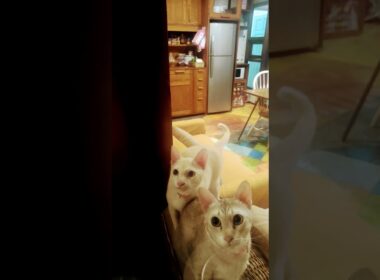 【タイ🇹🇭の猫達】アパートにて★2025年10月12日日曜日 #shorts #タイ #cat #neko #猫 #แมว #thailand