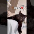 【まったり動画】子熊むさしの休日 #猫のいる暮らし #保護猫 #ねこ #元ボス猫 #cat #黒猫