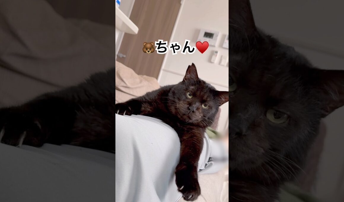 【まったり動画】子熊むさしの休日 #猫のいる暮らし #保護猫 #ねこ #元ボス猫 #cat #黒猫