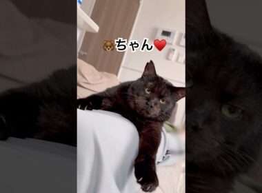【まったり動画】子熊むさしの休日 #猫のいる暮らし #保護猫 #ねこ #元ボス猫 #cat #黒猫