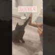 芸ができる賢い黒猫ボンベイ　#子猫 #ねこ #ねこ動画 #ねこのいる生活 #ねこのいる暮らし #猫好きさんと繋がりたい #猫 #cat #bombay #かわいい #癒やし #天才 #トレーニング