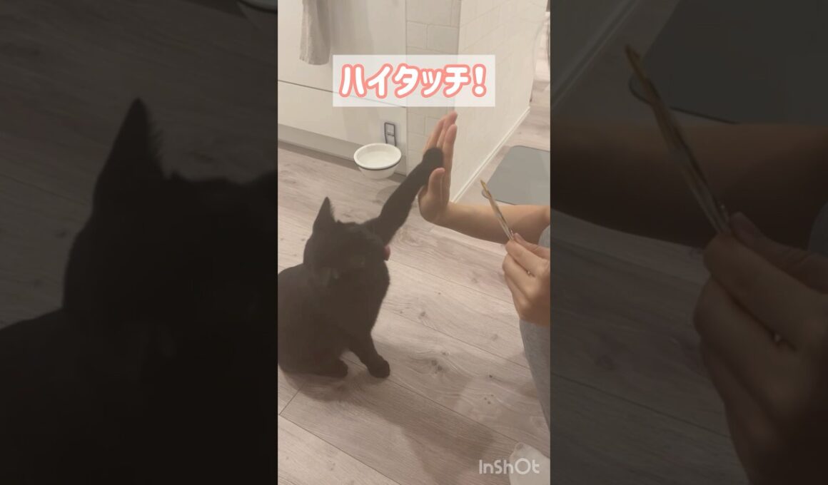 芸ができる賢い黒猫ボンベイ　#子猫 #ねこ #ねこ動画 #ねこのいる生活 #ねこのいる暮らし #猫好きさんと繋がりたい #猫 #cat #bombay #かわいい #癒やし #天才 #トレーニング