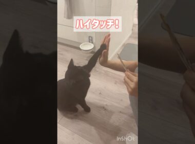 芸ができる賢い黒猫ボンベイ　#子猫 #ねこ #ねこ動画 #ねこのいる生活 #ねこのいる暮らし #猫好きさんと繋がりたい #猫 #cat #bombay #かわいい #癒やし #天才 #トレーニング