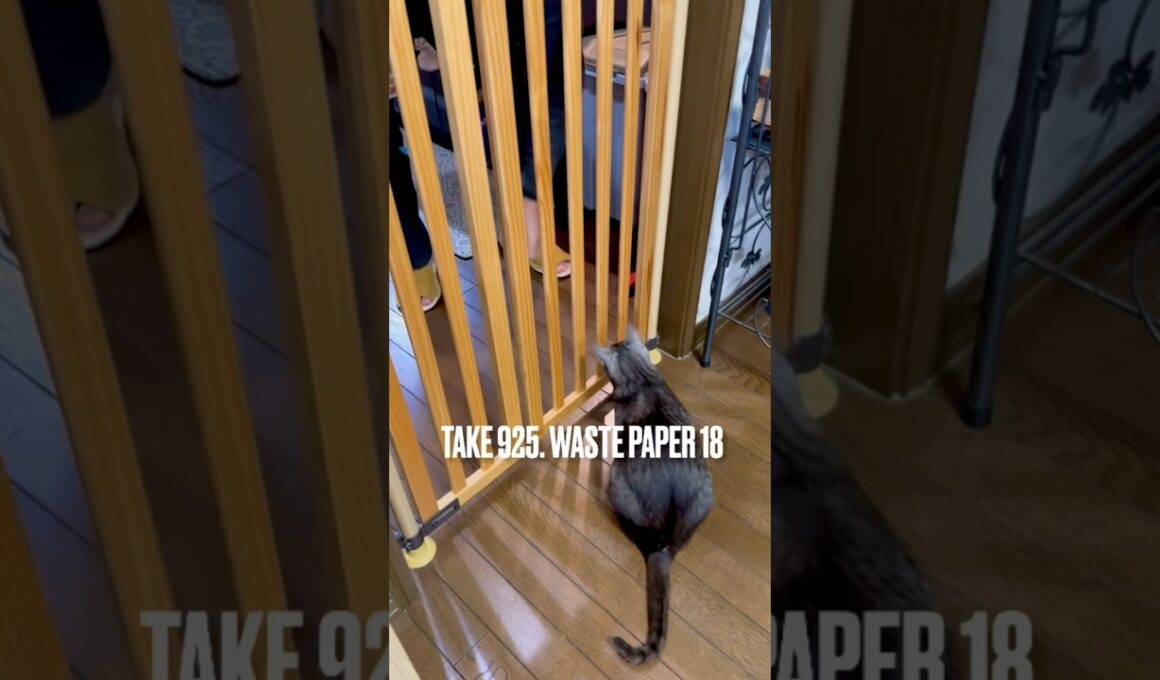 #キッチンがゴール ⚽️ 夕食前にみんなで遊ぶ #料理中のパパ に #紙屑 #パス #木製のぼれんにゃん #egyptianmaucat #エジプシャンマウスモーク #ハッスル猫 #shorts