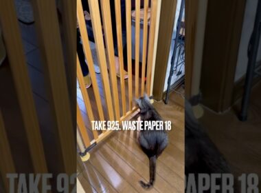 #キッチンがゴール ⚽️ 夕食前にみんなで遊ぶ #料理中のパパ に #紙屑 #パス #木製のぼれんにゃん #egyptianmaucat #エジプシャンマウスモーク #ハッスル猫 #shorts