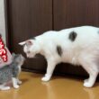 ひとりぼっちの子猫を全く関係ない猫に預けてみたら…