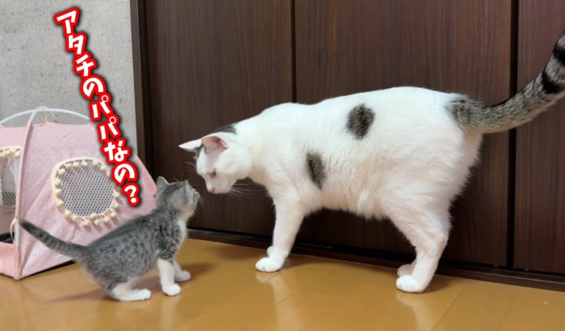 ひとりぼっちの子猫を全く関係ない猫に預けてみたら…