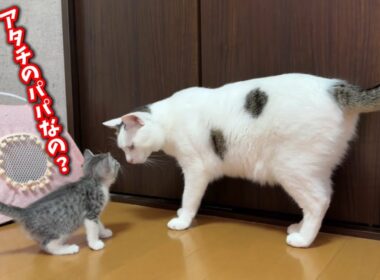 ひとりぼっちの子猫を全く関係ない猫に預けてみたら…