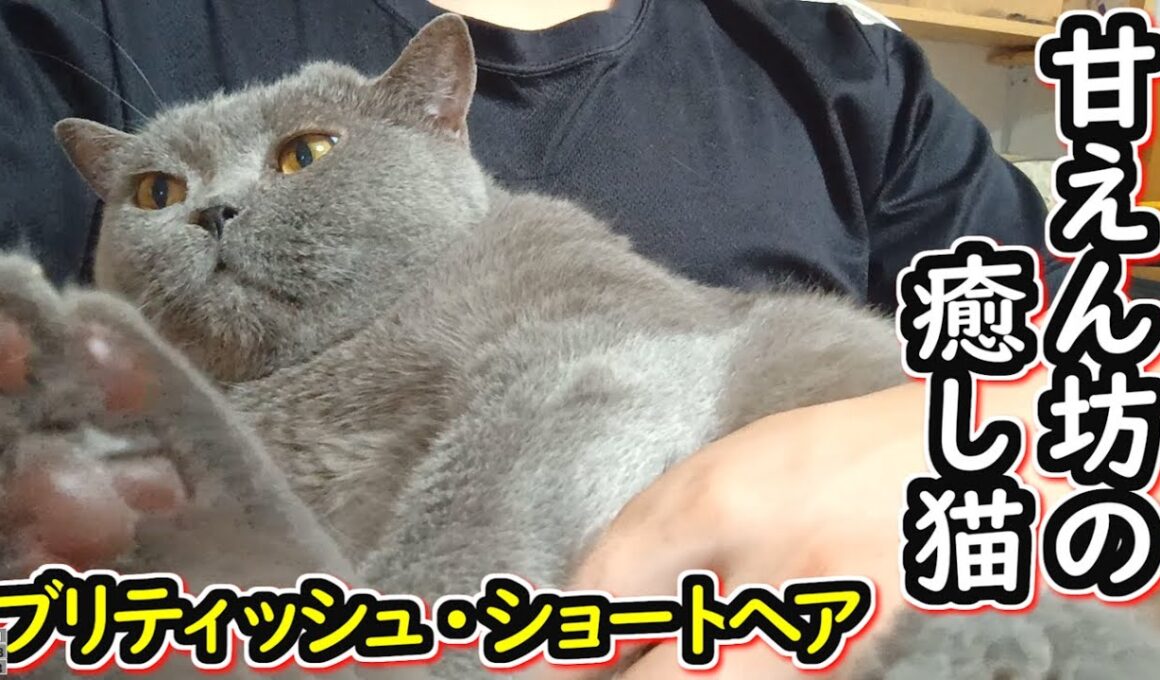 【保護猫】甘えん坊の癒し猫　ブリティッシュショートヘアとのんびり過ごす【ねこのいる暮らし】