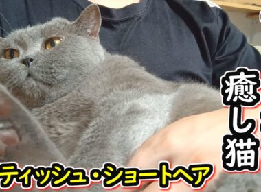 【保護猫】甘えん坊の癒し猫　ブリティッシュショートヘアとのんびり過ごす【ねこのいる暮らし】