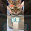 3階から落下した5歳のベンガルが動物病院にやって来た！