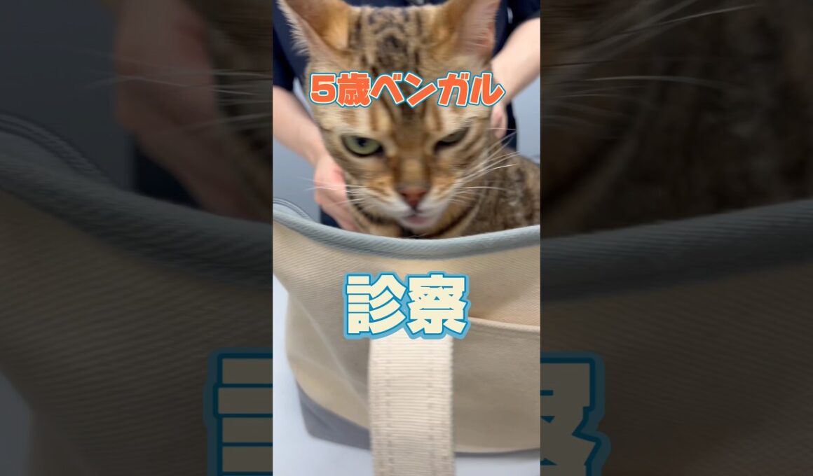 3階から落下した5歳のベンガルが動物病院にやって来た！