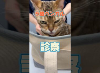 3階から落下した5歳のベンガルが動物病院にやって来た！