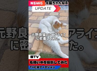【元野良猫のシニアライフに密着してみた。】#日本猫 #ねこ #シニア猫 #元野良猫 #多頭飼い #shorts