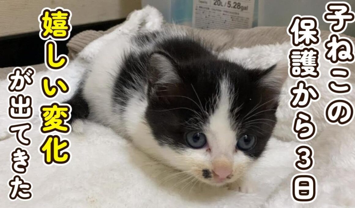 【嬉しい変化が】保護から３日経った子猫の成長
