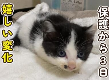 【嬉しい変化が】保護から３日経った子猫の成長