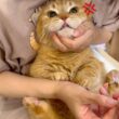 賢すぎる猫にあの手この手で薬をあげるのが大変すぎた…
