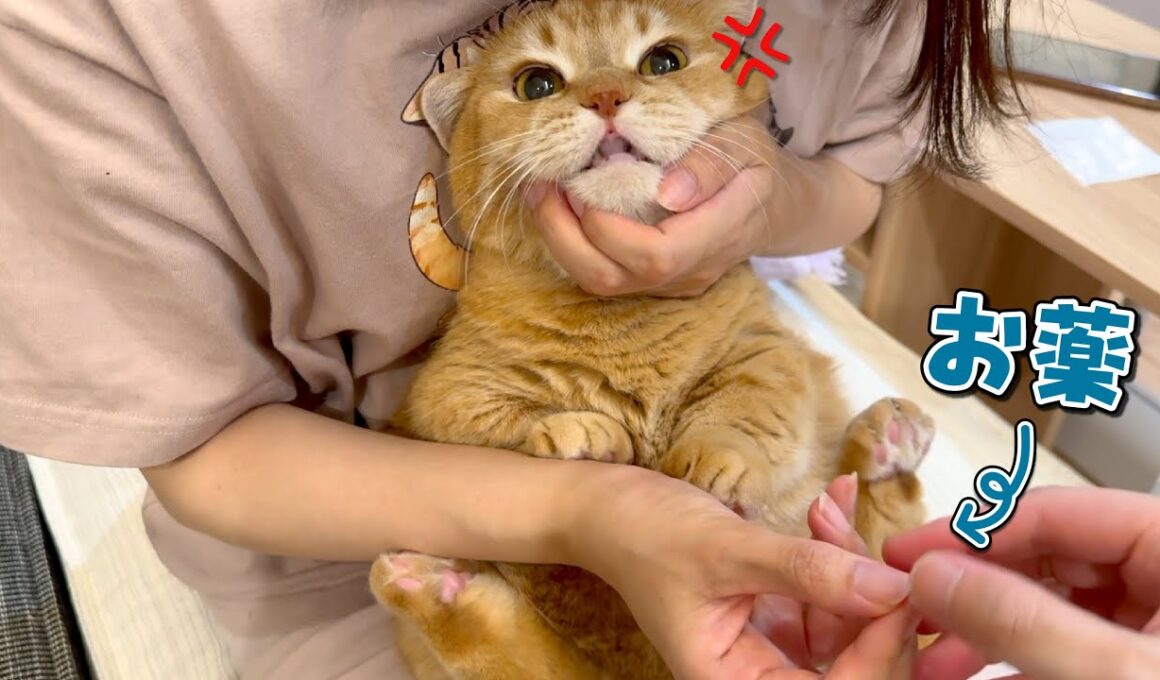 賢すぎる猫にあの手この手で薬をあげるのが大変すぎた…