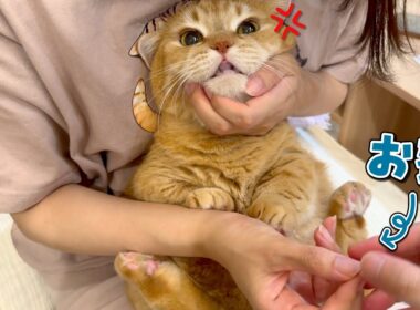 賢すぎる猫にあの手この手で薬をあげるのが大変すぎた…