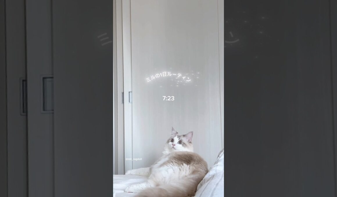 【ラグドー】朝から夜までの1日｜A Day in the Life of My Ragdoll 🐾