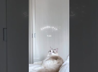 【ラグドー】朝から夜までの1日｜A Day in the Life of My Ragdoll 🐾