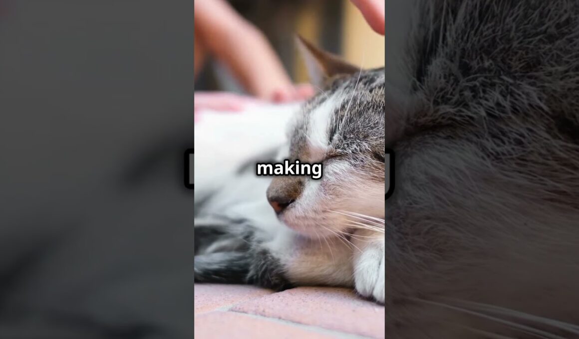 American Wirehair Cats#cat #pawsandwhiskers #dog