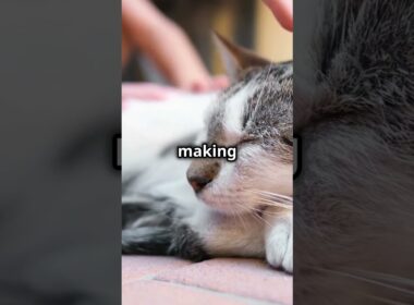 American Wirehair Cats#cat #pawsandwhiskers #dog