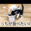 先住猫のご飯を奪おうとする子猫