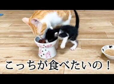 先住猫のご飯を奪おうとする子猫