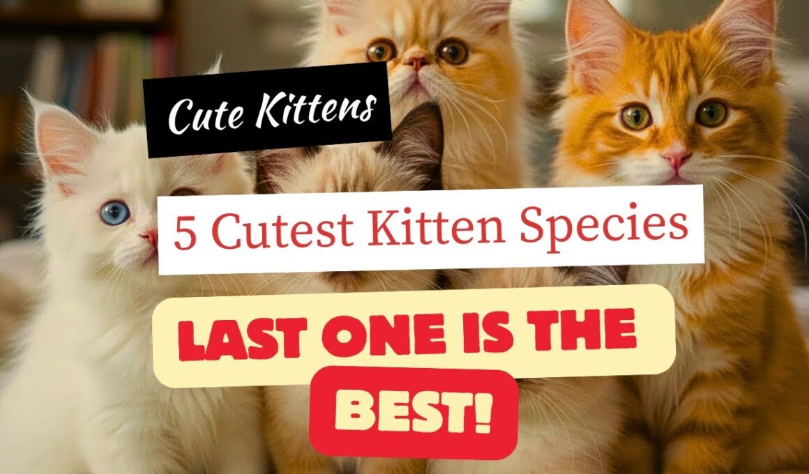 🐾 世界で最もかわいい子猫の品種トップ5！😻✨ | NewFunStories