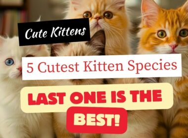 🐾 世界で最もかわいい子猫の品種トップ5！😻✨ | NewFunStories