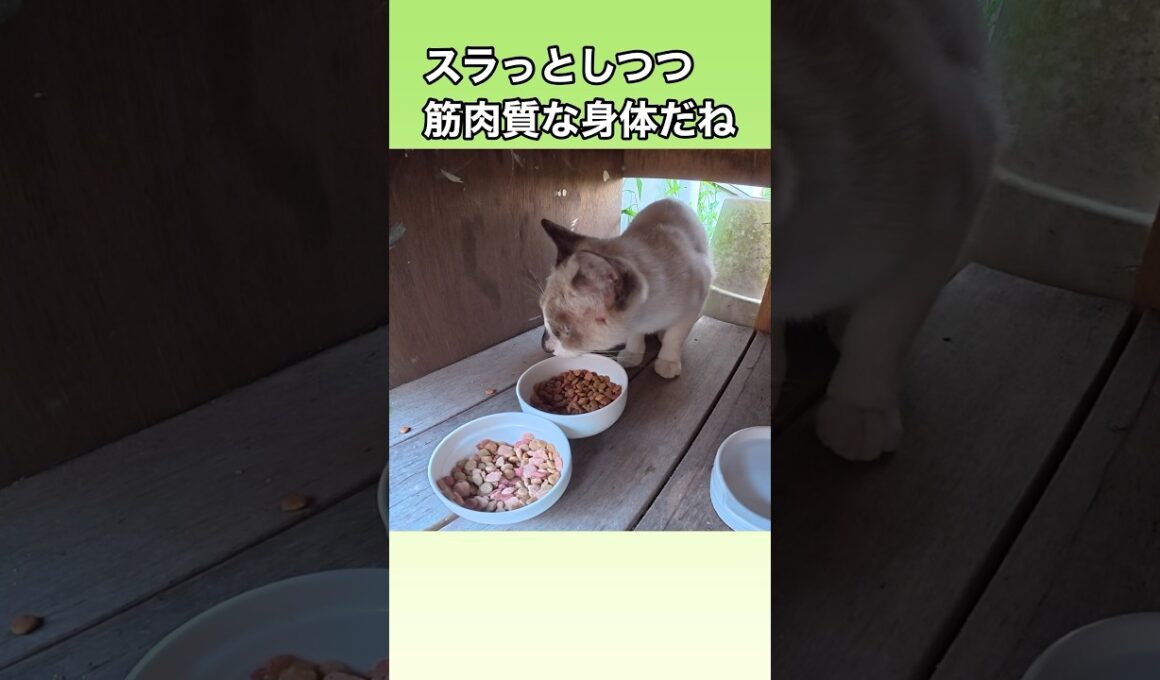 タヌキ顔の、たぬシャムくんが食事に来たよ。