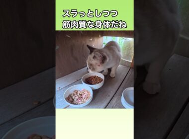 タヌキ顔の、たぬシャムくんが食事に来たよ。