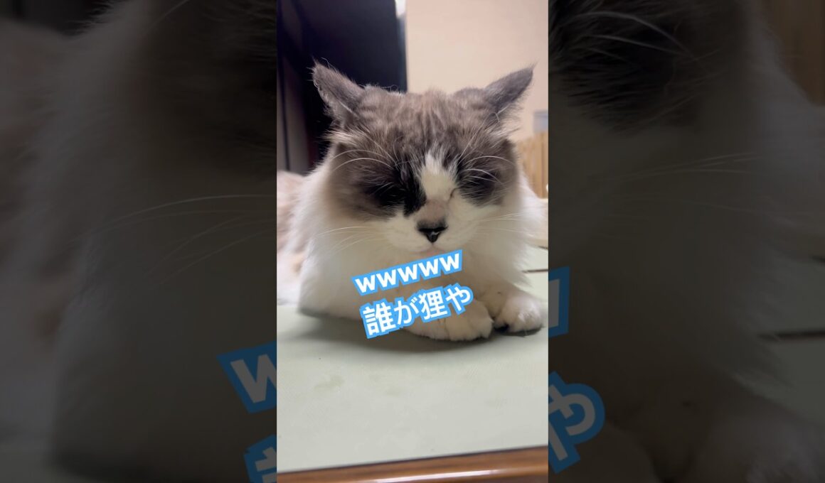 最近覚えた技を披露させてもろてます。#ラグドールもどき #保護猫と暮らす #猫のいる暮らし #猫好きさんと繋がりたい #狸寝入り　#猫のいる暮らし #保護猫