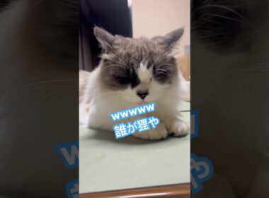 最近覚えた技を披露させてもろてます。#ラグドールもどき #保護猫と暮らす #猫のいる暮らし #猫好きさんと繋がりたい #狸寝入り　#猫のいる暮らし #保護猫