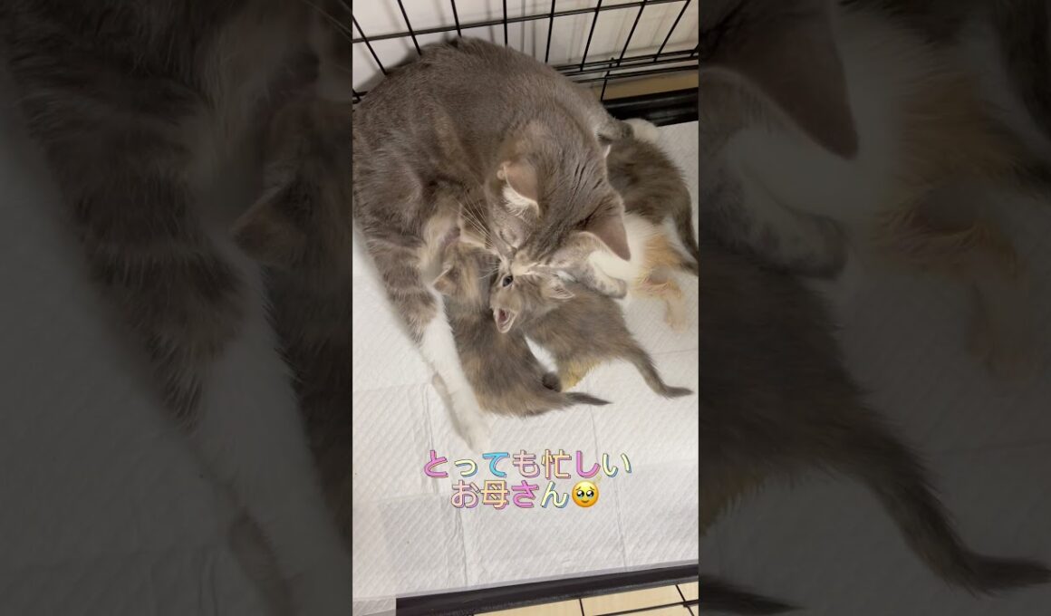 マンチカンのお母さんの優しいお世話♥️ 【お問合せ詳細は説明欄に記載あります】 #ラパーマ #マンチカン #子猫 #猫 #ブリーダー直販 #ミヌエット #猫のいる暮らし #子猫販売 #猫動画