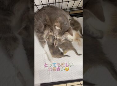 マンチカンのお母さんの優しいお世話♥️ 【お問合せ詳細は説明欄に記載あります】 #ラパーマ #マンチカン #子猫 #猫 #ブリーダー直販 #ミヌエット #猫のいる暮らし #子猫販売 #猫動画