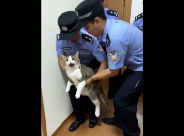 チュールを盗んだ罪で逮捕された猫さん#アメリカンカール #ちゅーる #逮捕