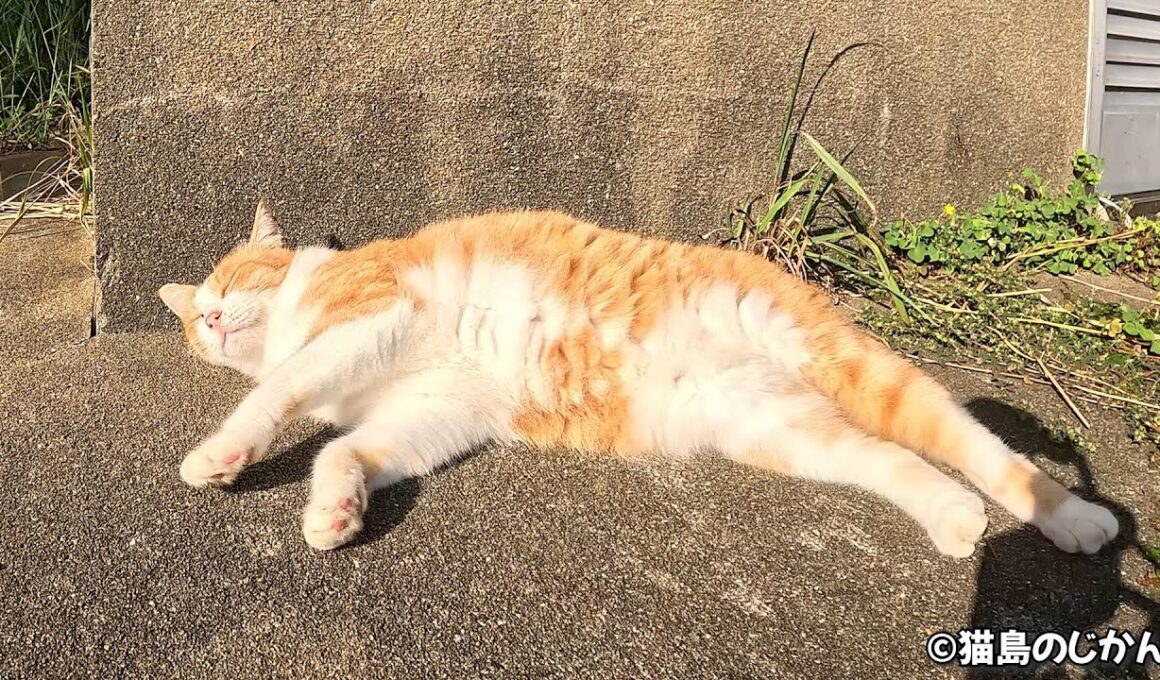 ボブテールのゴロゴロすりすりがたまらない！