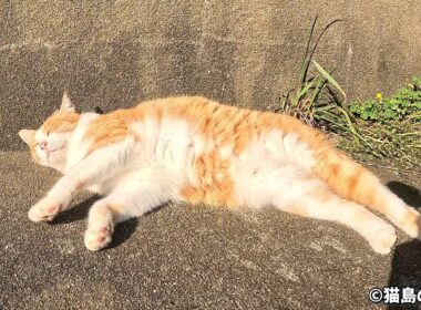 ボブテールのゴロゴロすりすりがたまらない！