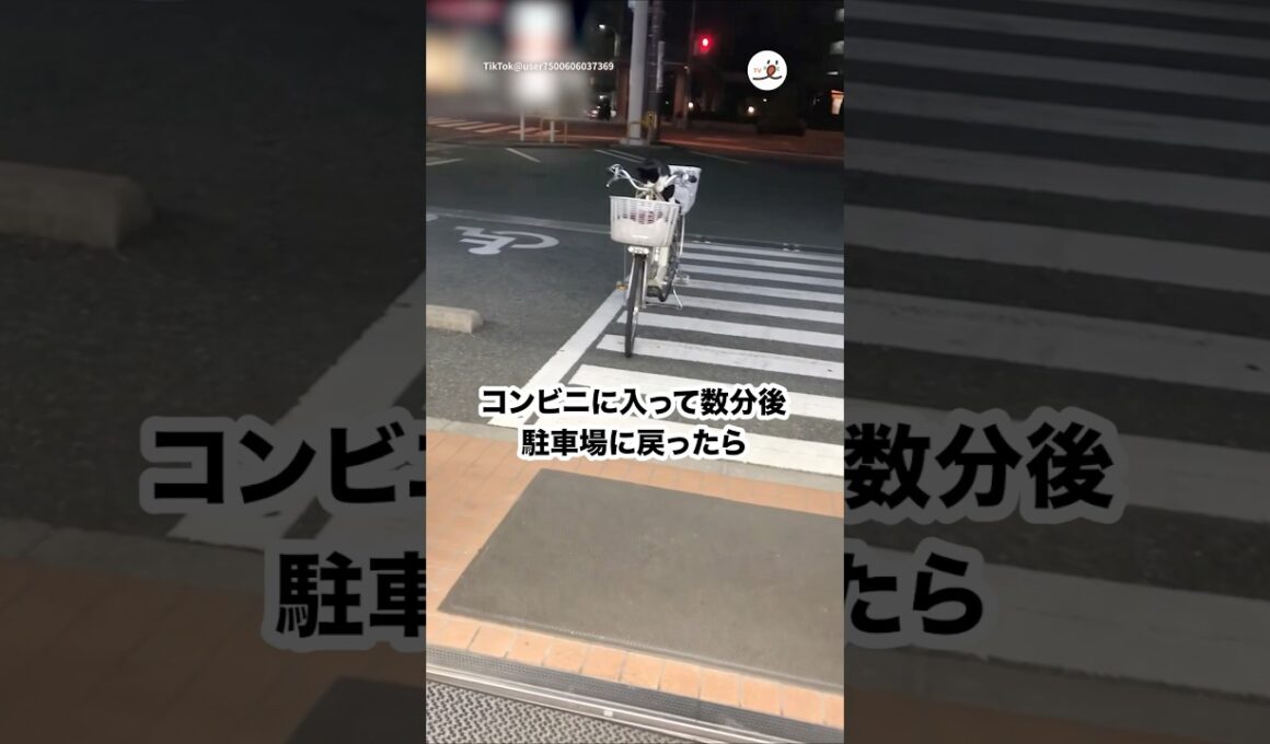 コンビニ行って数分後、戻ったら自転車に猫が乗ってた😳｜PECO