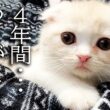 ハスキー犬に育てられた子猫は4年後こうなりました...