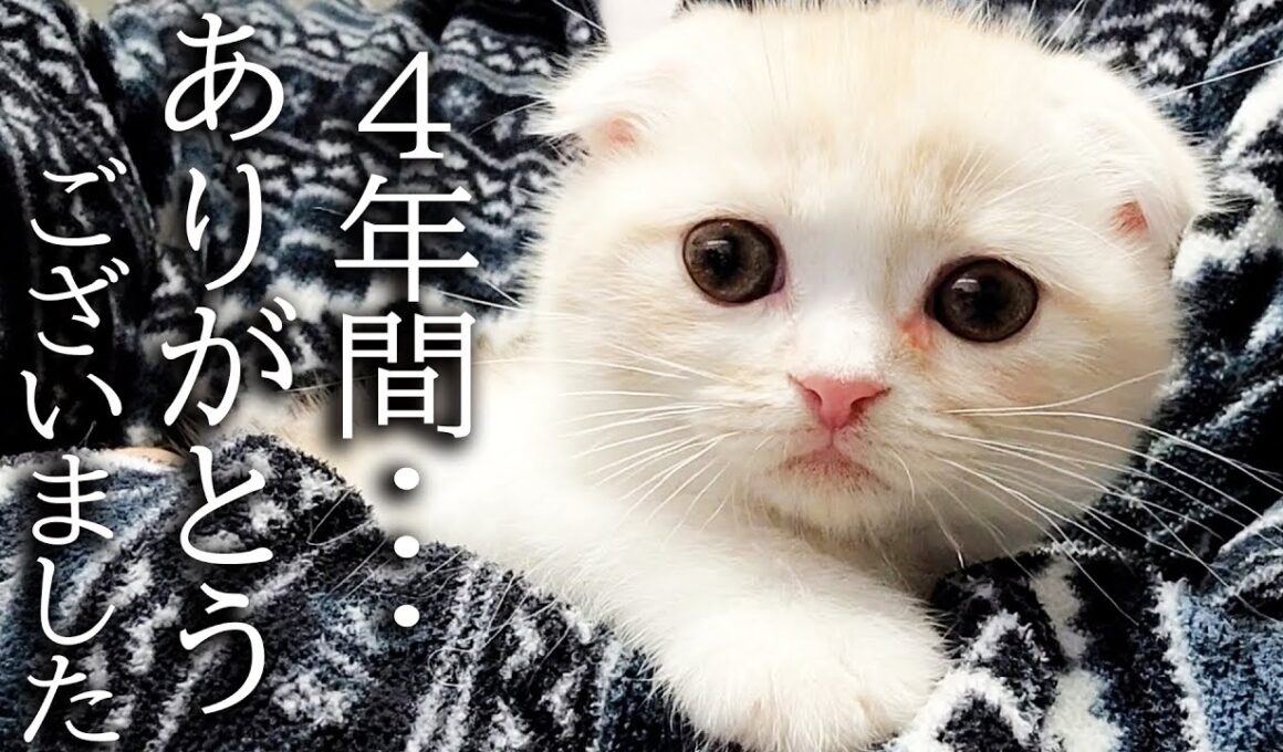 ハスキー犬に育てられた子猫は4年後こうなりました...