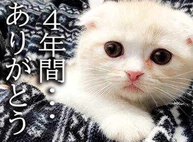 ハスキー犬に育てられた子猫は4年後こうなりました...